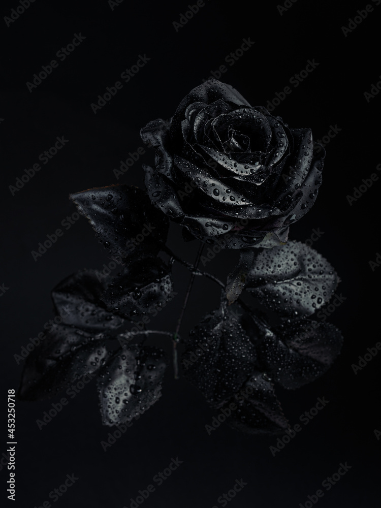 Black rose with drops of water on a black background. Creative romantic  love and passion concept. dark and spooky cult aesthetic. Floral Halloween  or Santa Muerte idea. Stock Photo | Adobe Stock