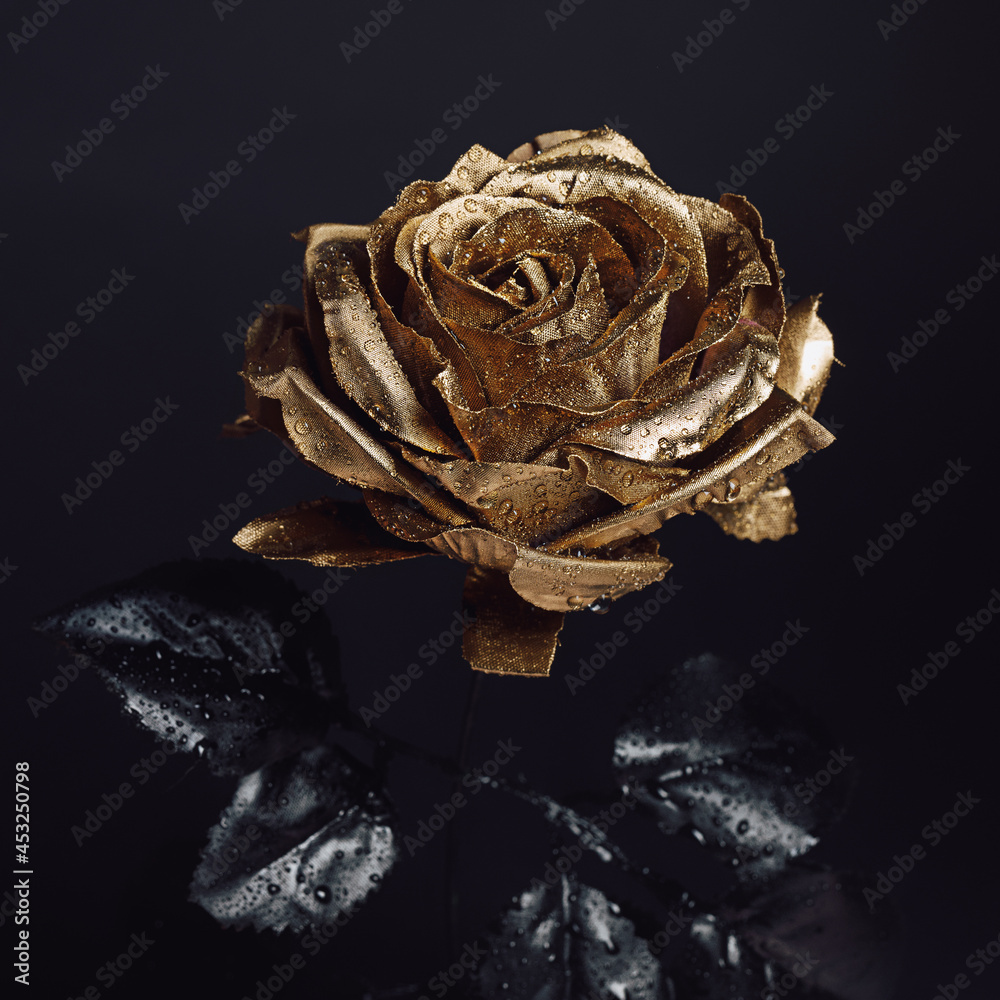 Close-up of golden rose with black leaves and water drops isolated on