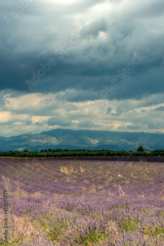 Champ de lavande à Valensole, Alpes-de-Haute-Provence, France photo