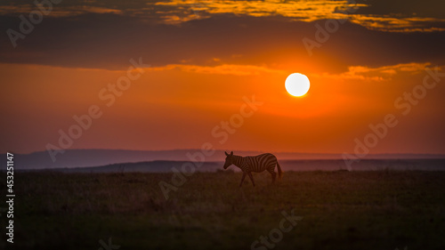 A lone zebra at sunset in Masai Mara, Kenya