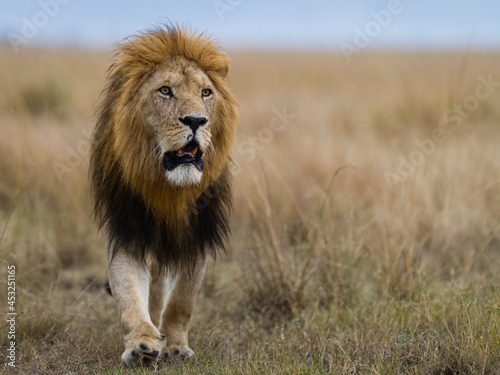 Fototapeta Naklejka Na Ścianę i Meble -  Male lion from the Marsh pride in Masai Mara, Kenya