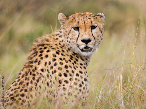 Cheetah in Masai Mara, Kenya photo