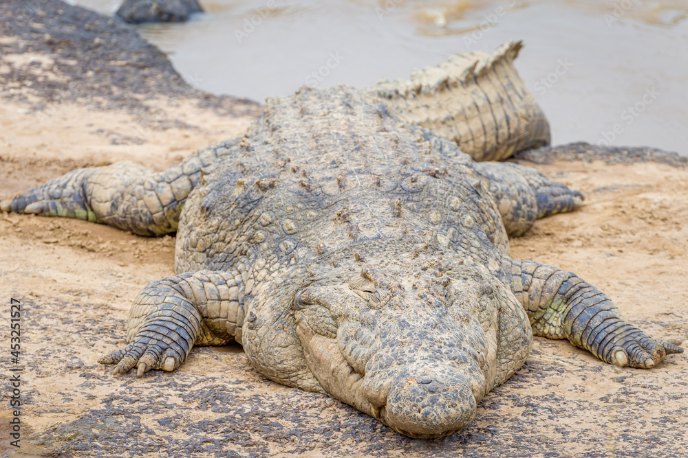 Crocodiles by the Mara River in Masai Mara, Kenya Crocodiles by the Mara River in Masai Mara, Kenya
