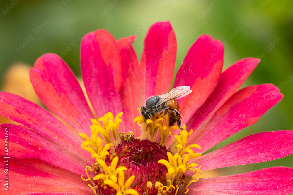 Close-up and selective focus bee image ,Little bee looking for nectar on pink flowers. Close-up and selective focus bee image ,Little bee looking for nectar on pink flowers.