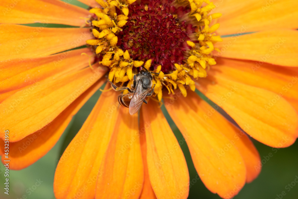 Close-up and selective focus bee image ,Little bee looking for nectar on yellow flowers. Close-up and selective focus bee image ,Little bee looking for nectar on yellow flowers.