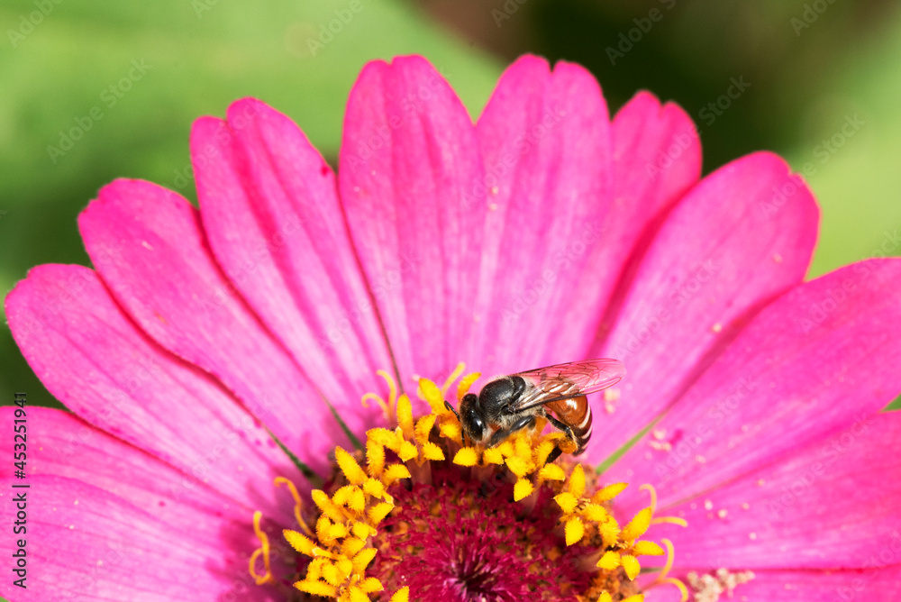 Close-up and selective focus bee image ,Little bee looking for nectar on pink flowers. Close-up and selective focus bee image ,Little bee looking for nectar on pink flowers.