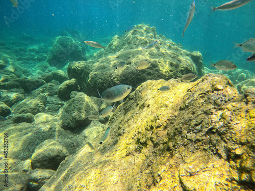 Fototapeta Naklejka Na Ścianę i Meble -  Underwater world of Mediterranean Sea. Near Marmaris, Turkey