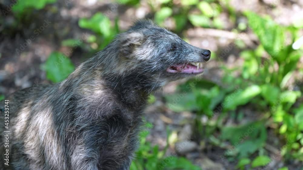 Portrait shot of wild raccoon dog eating prey after hunting in forest,close up Portrait shot of wild raccoon dog eating prey after hunting in forest,close up