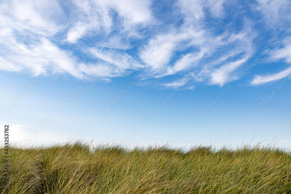 field of grass and sky