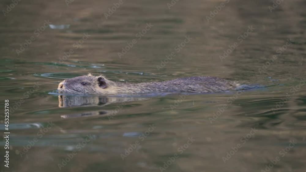Wild Coypu Nutria (Myocastor coypus) Swimming Around in River Stream Water Wild Coypu Nutria (Myocastor coypus) Swimming Around in River Stream Water