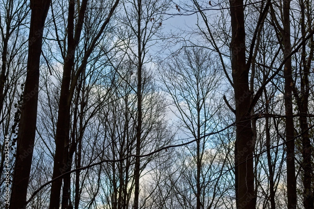 trees in the forest trees in the forest