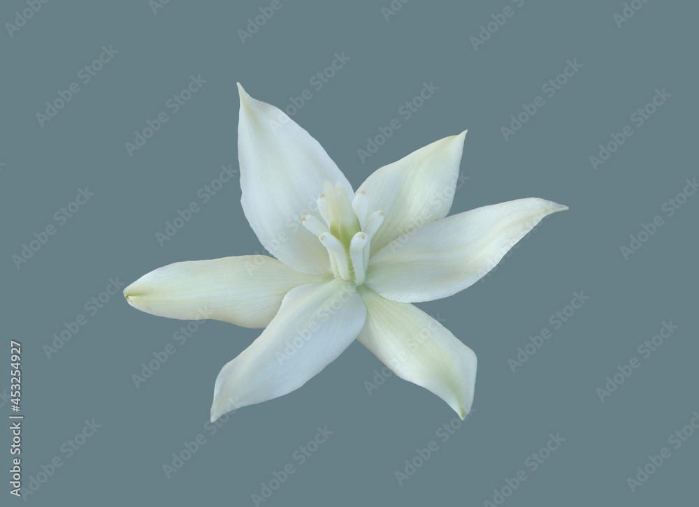 White flower of the yucca plant.