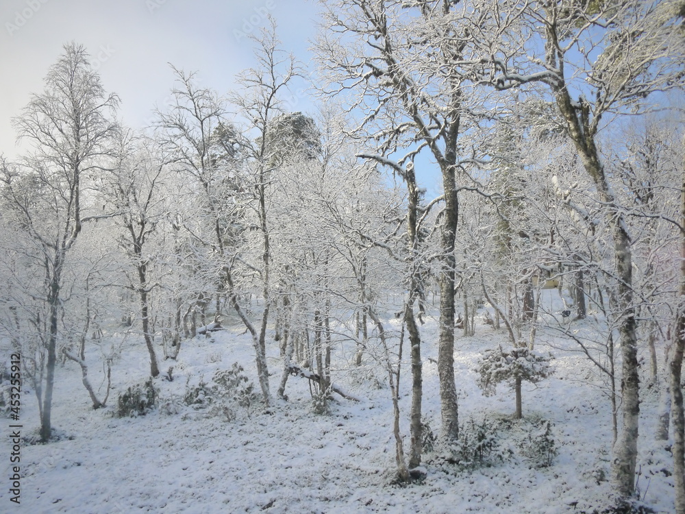 樹氷 樹氷