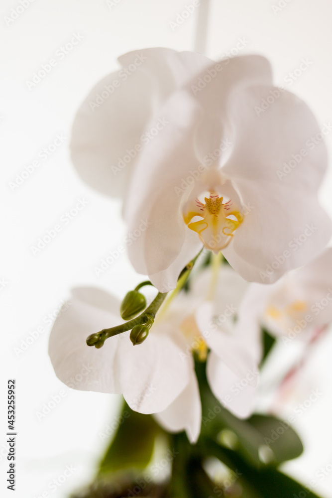 Orchids on a white background. White and purple