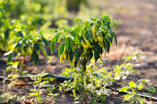 Wallpaper Mural Pepper plant growing banana shaped peppers Torontodigital.ca