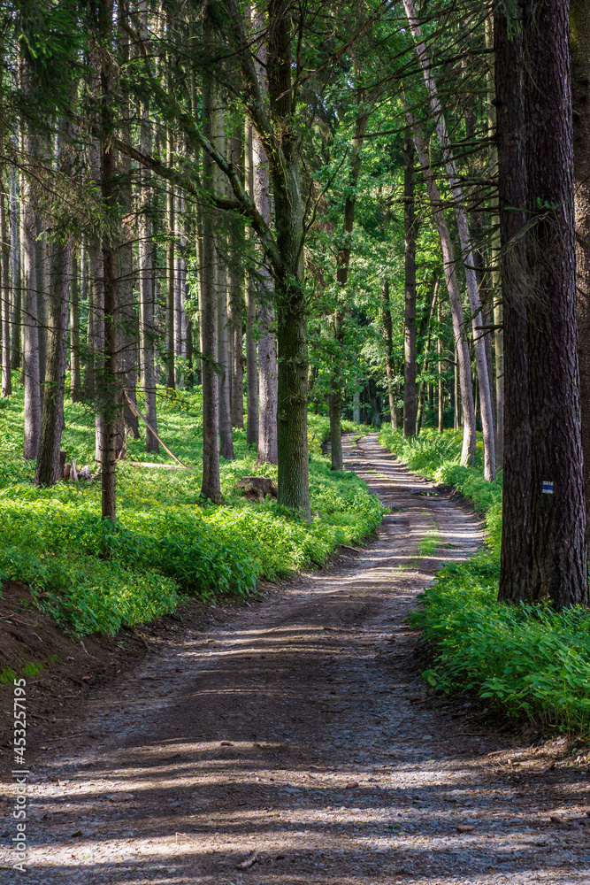 Fototapeta premium Walking path in forest. Forest road.