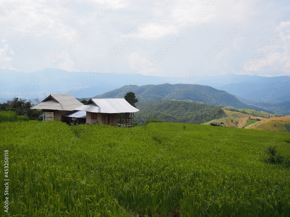 rice terraces, Mae Chaem District, Chiang Mai
rice terraces, Mae Chaem District, Chiang Mai