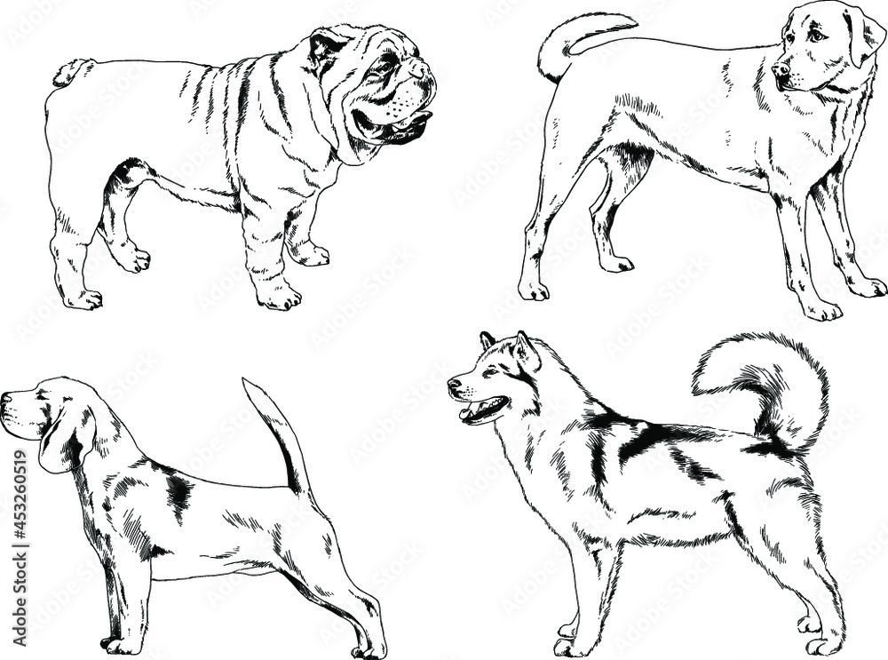 vector drawings sketches pedigree dogs and cats  drawn in ink by hand , objects with no background