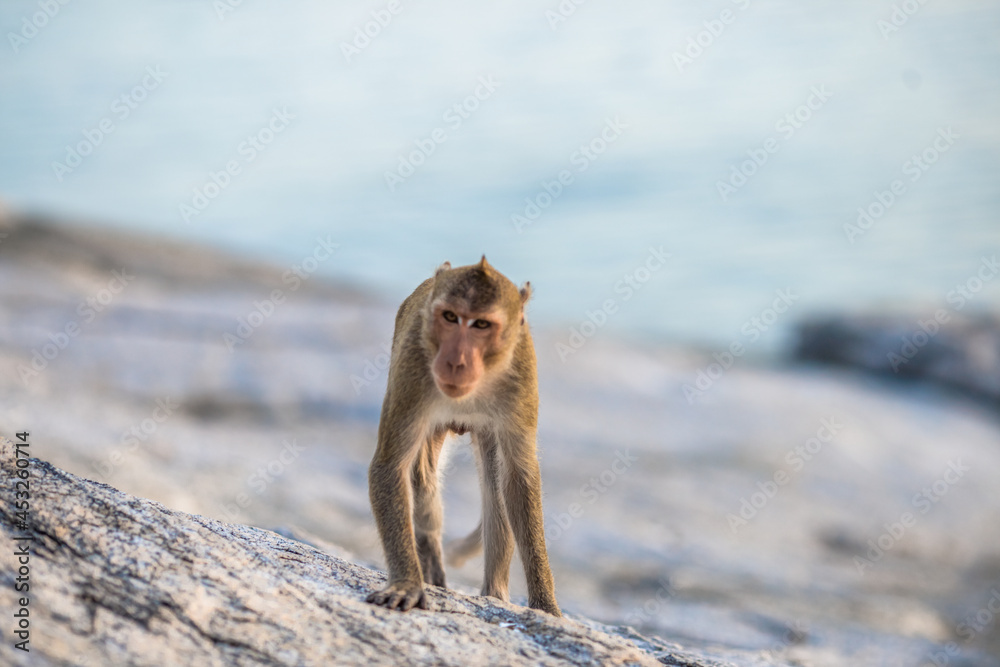 Naklejka premium Close-up background view of wild animals (monkeys), high mountain dwellings, live in fast moving groups, some species are preserved in the zoo for people to visit.