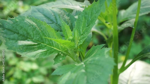 crassocephalum crepidioides, (also called fireweed, ebolo, thickhead, redflower ragleaf, sintrong, sentrong). Its fleshy, mucilaginous leaves and stems are eaten as a vegetable. photo