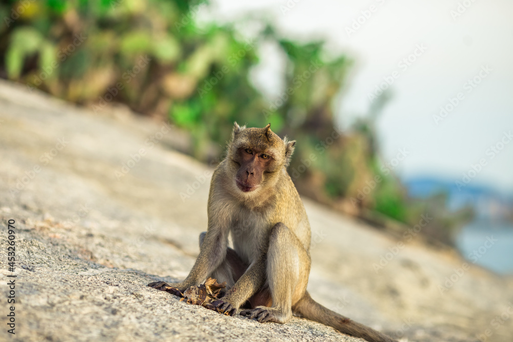 Close-up background view of wild animals (monkeys), high mountain dwellings, live in fast moving groups, some species are preserved in the zoo for people to visit. Close-up background view of wild animals (monkeys), high mountain dwellings, live in fast moving groups, some species are preserved in the zoo for people to visit.