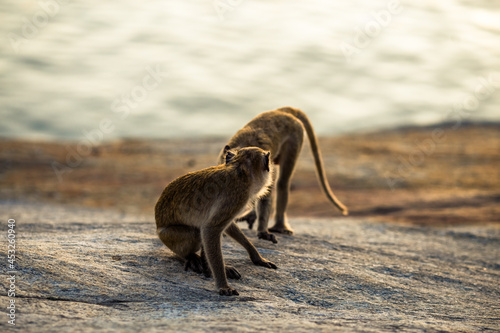 Close-up background view of wild animals  monkeys   high mountain dwellings  live in fast moving groups  some species are preserved in the zoo for people to visit.