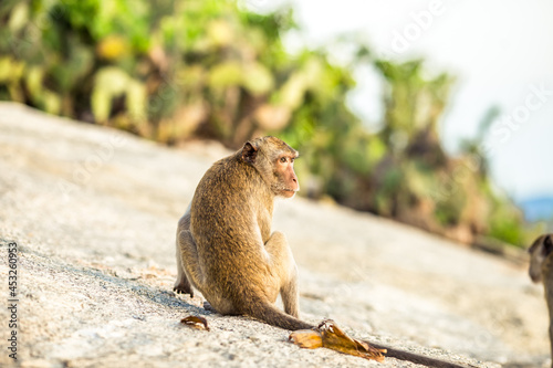 Close-up background view of wild animals  monkeys   high mountain dwellings  live in fast moving groups  some species are preserved in the zoo for people to visit.