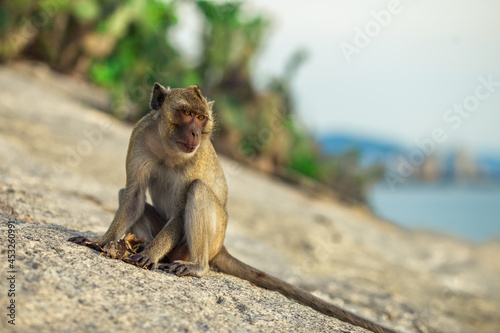 Close-up background view of wild animals (monkeys), high mountain dwellings, live in fast moving groups, some species are preserved in the zoo for people to visit. © bangprik