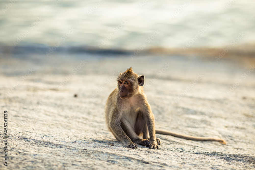 Naklejka premium Close-up background view of wild animals (monkeys), high mountain dwellings, live in fast moving groups, some species are preserved in the zoo for people to visit.