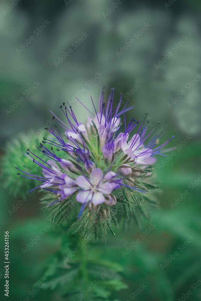 macro photography of blue flowers in the park, Natural background. Flowers background. Beautiful neutral colors.. macro photography of blue flowers in the park, Natural background. Flowers background. Beautiful neutral colors..