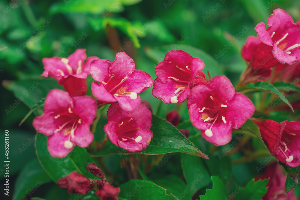 Obraz premium macro photography of small red flowers in the park. Natural background. Flowers background. Beautiful neutral colors..
