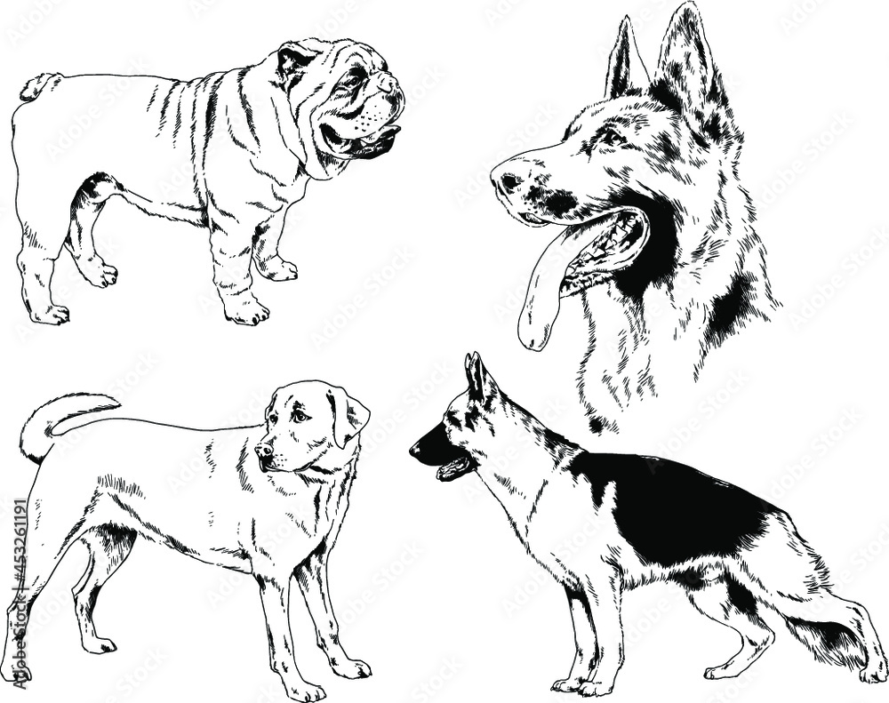 vector drawings sketches pedigree dogs and cats  drawn in ink by hand , objects with no background