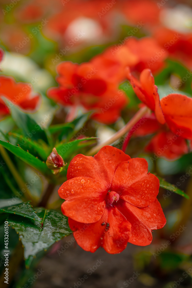 macro photography of small red flowers in the park. Natural background. Flowers background. Beautiful neutral colors.. macro photography of small red flowers in the park. Natural background. Flowers background. Beautiful neutral colors..