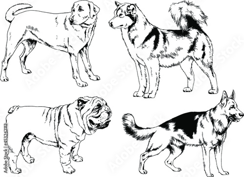 vector drawings sketches pedigree dogs and cats  drawn in ink by hand   objects with no background