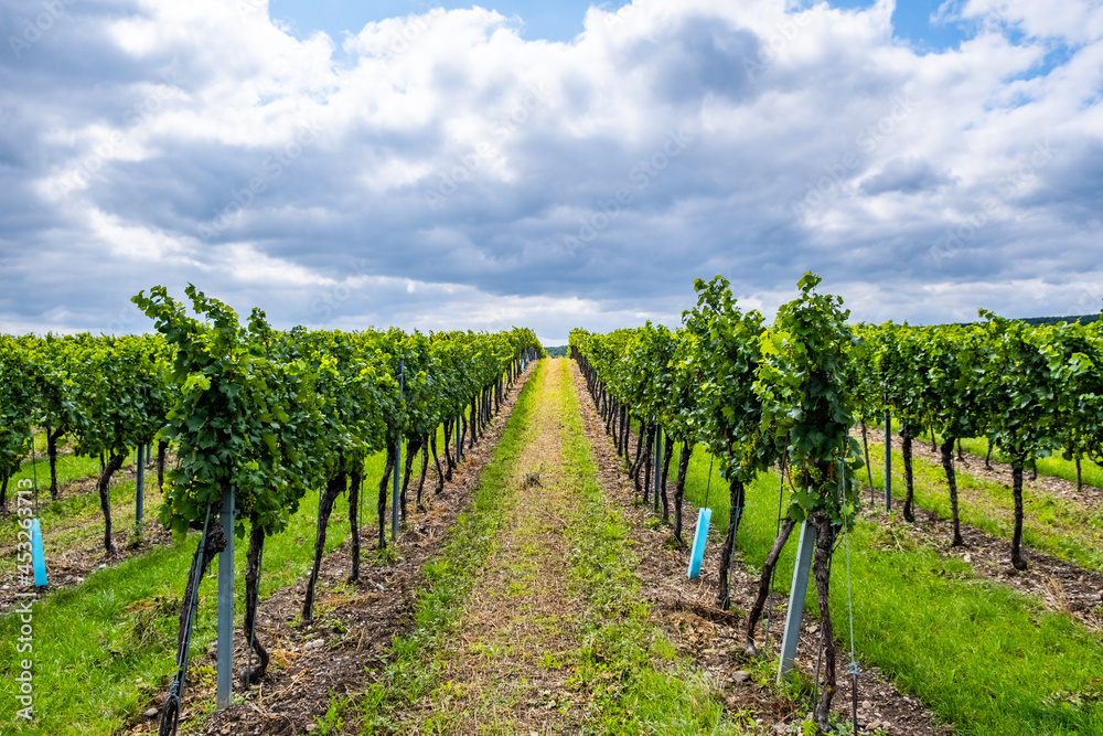 green vineyard rows 
