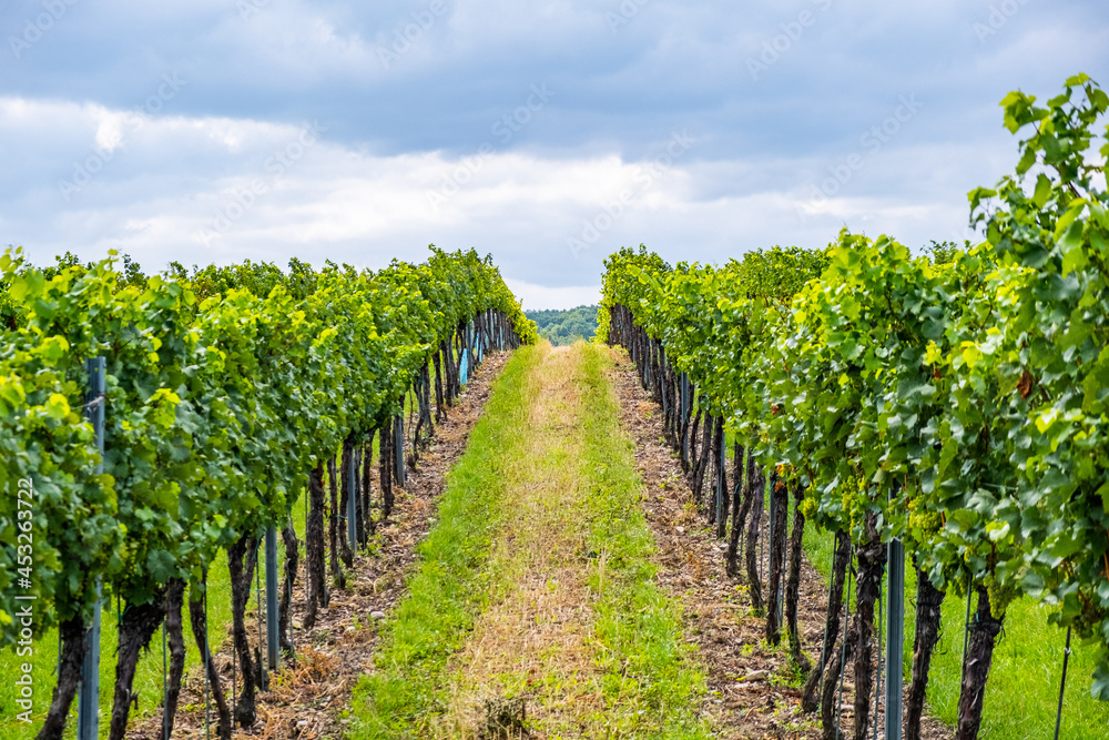 green vineyard rows 