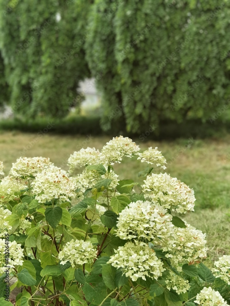 weisse hortensie mit baum im hintergrund weisse hortensie mit baum im hintergrund