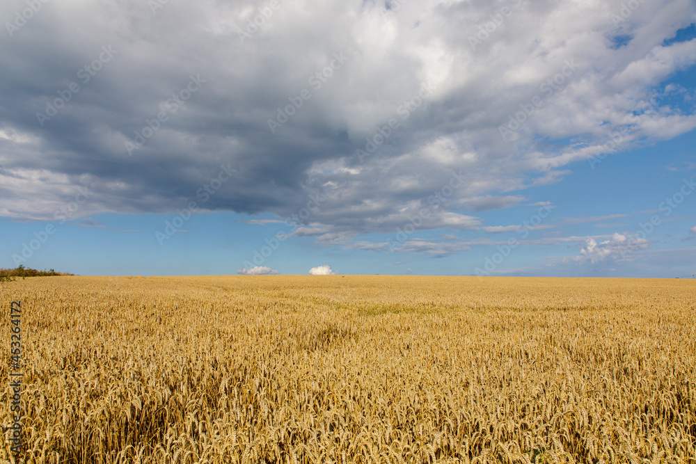 Agriculture field landscape of golden wheat