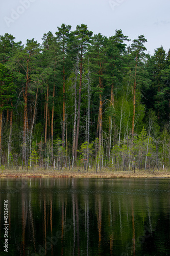 beautiful forester lakeside in summer