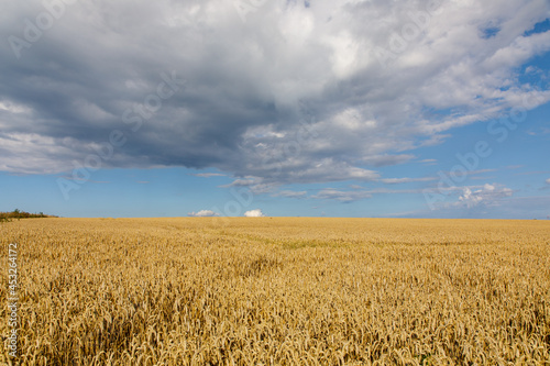 Agriculture field landscape of golden wheat