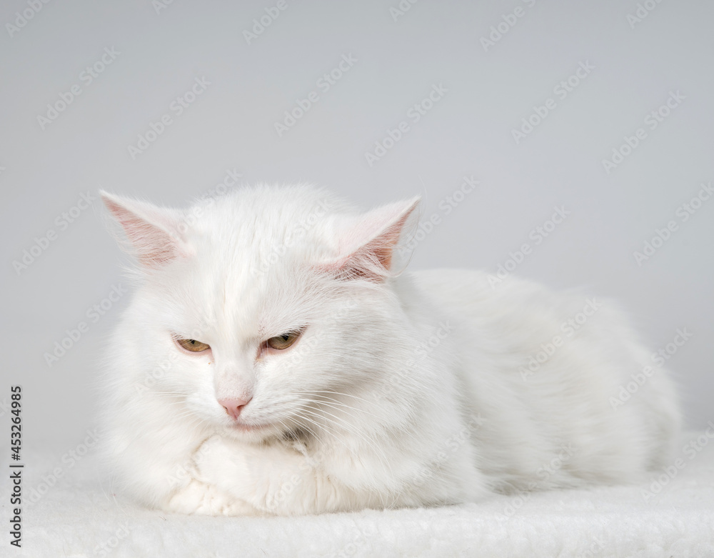 Pure white cat with turquoise blue eyes and pink defective ears Pure white cat with turquoise blue eyes and pink defective ears