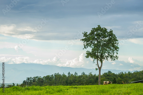 Countryside landscape, farm field and grass with grazing cows on pasture in rural scenery with country road, panoramic view