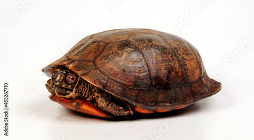 Carolina-Dosenschildkröte - Männchen // Common box turtle - male (Terrapene carolina)