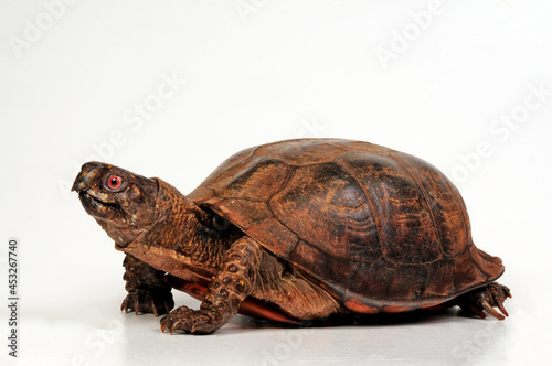 Common box turtle - male // Carolina-Dosenschildkröte - Männchen (Terrapene carolina)