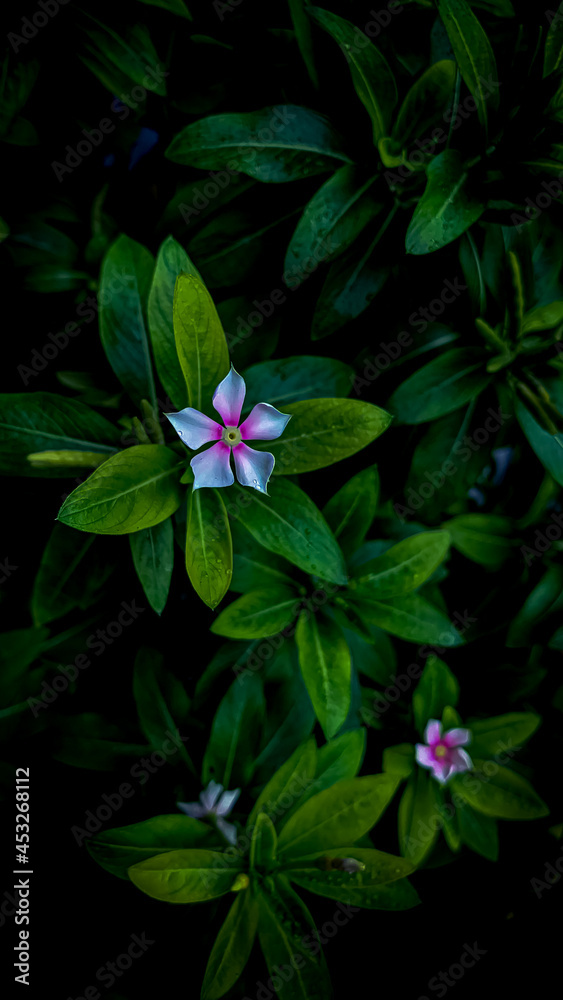 flower flower