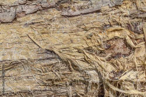 Fissured wood closeup photo