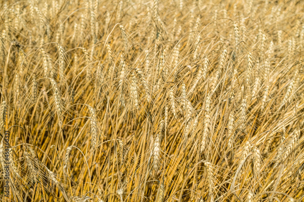 Golden wheat field in august. Selective focus Golden wheat field in august. Selective focus