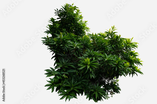 Green bush isolated on white background with copy space and clipping path. Green plan in a garden.