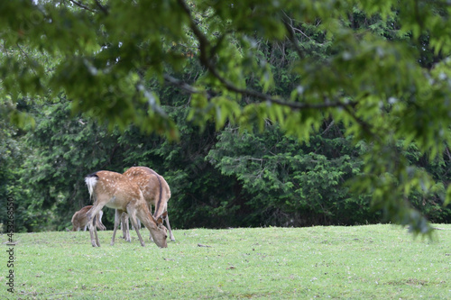 Female deer are eating grasses on the ground. Landscape of Nara Park.