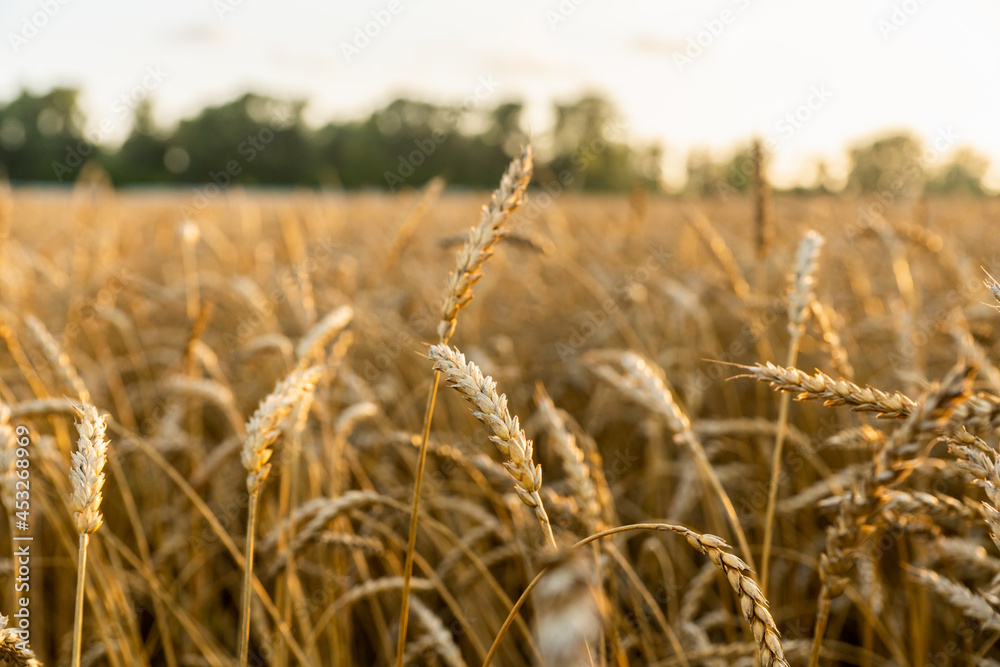 Fototapeta premium Ripe golden wheat spikelets on the field in beautiful sunset lights. Selective focus. Shallow depth of field.